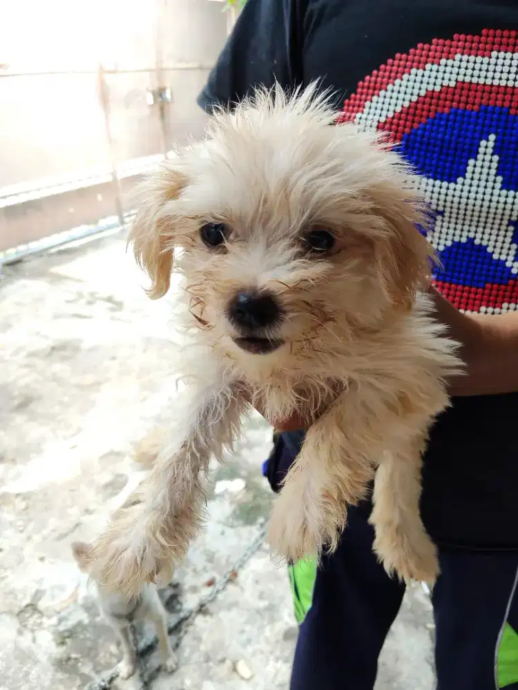 Adopsi anjing peranakan matipo