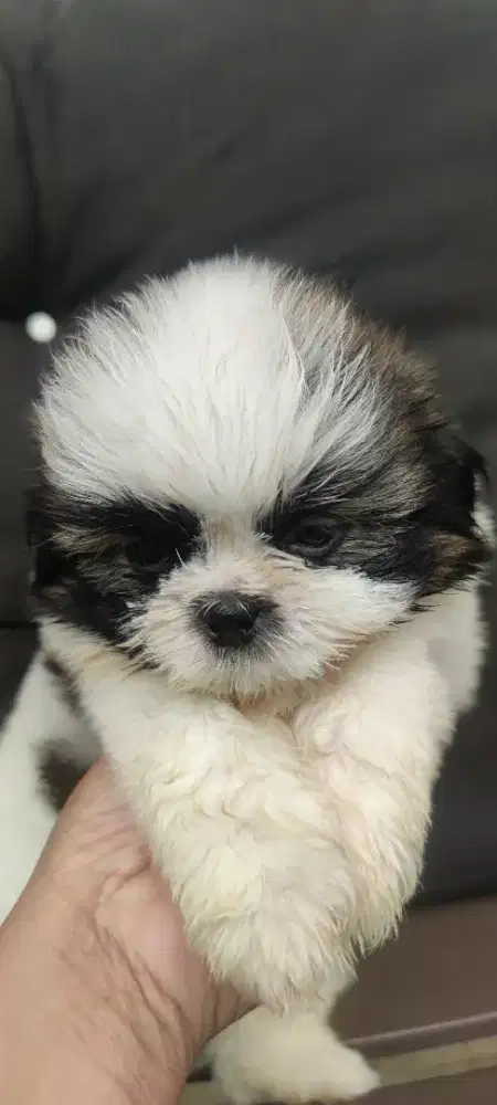 For sale 2 jantan, dob : 2 okt 25