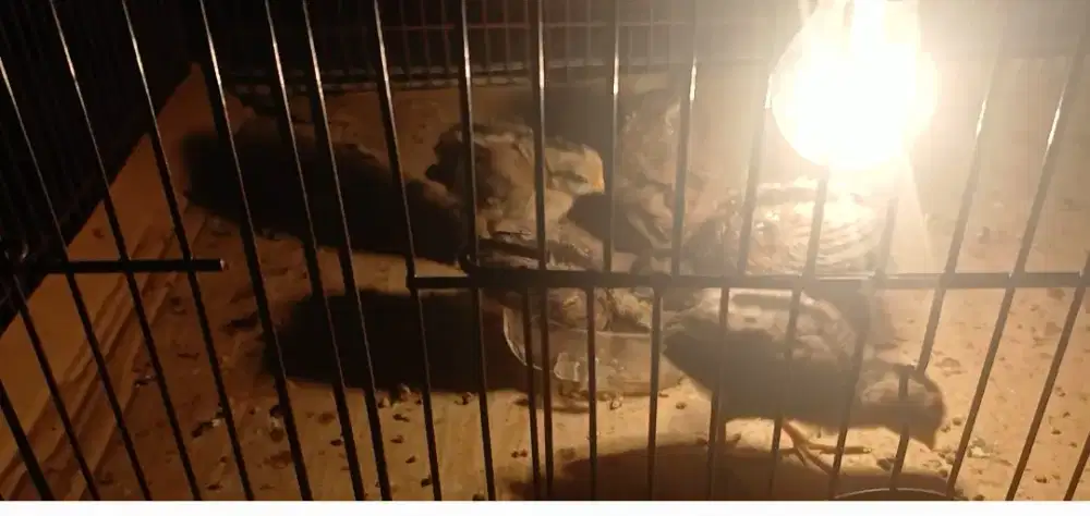 Doc ayam hutan hijau beli 4 bonus 1