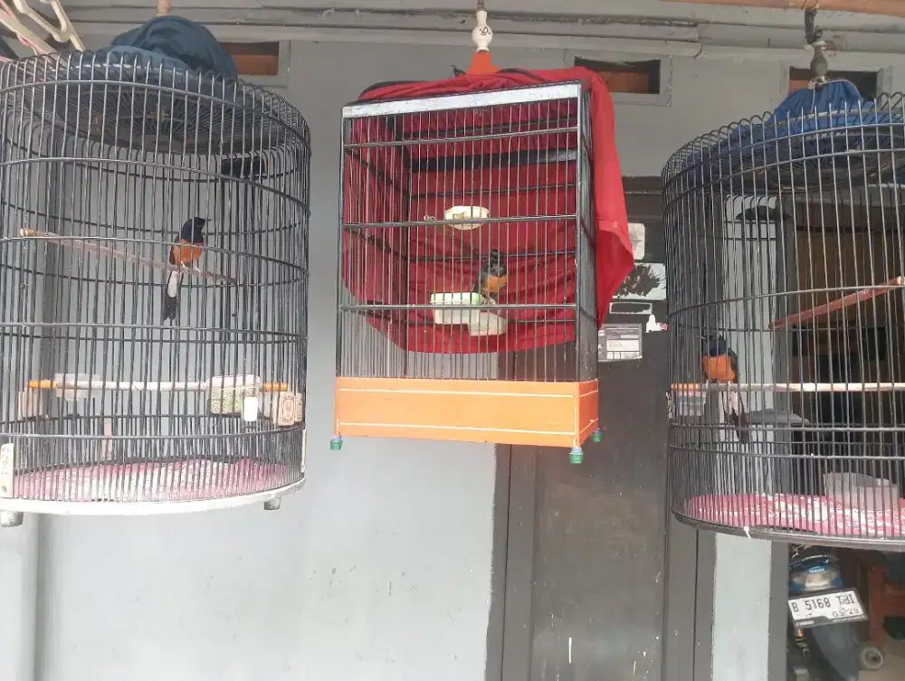 Burung murai 3 burung