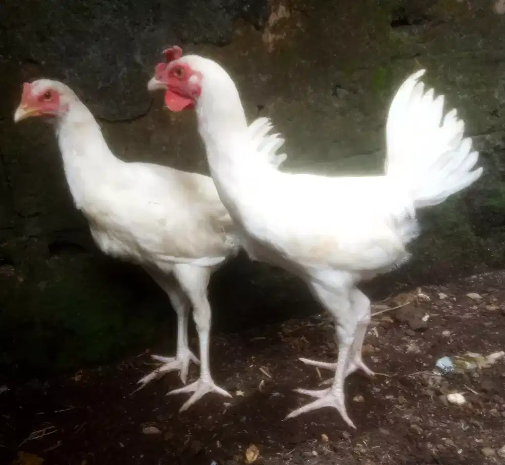 AYAM PELUNG PUTIH POLOS