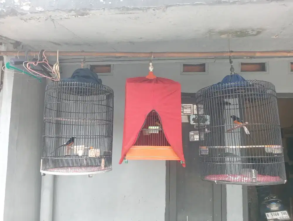 Burung murai 3 sangkar