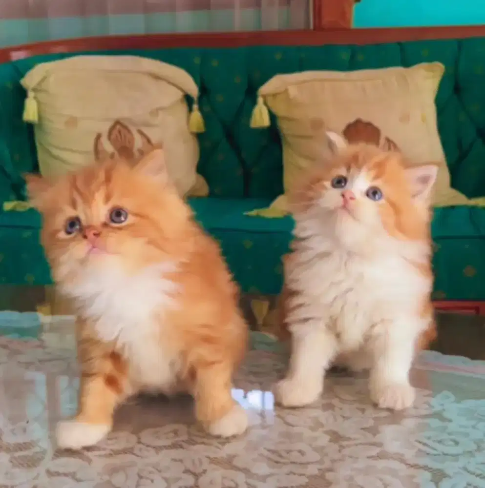 Kucing Kitten Persia Flatnose