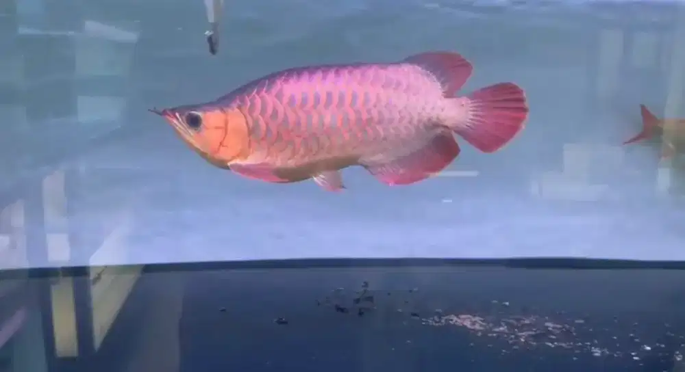 arwana super red short body uk 36cman