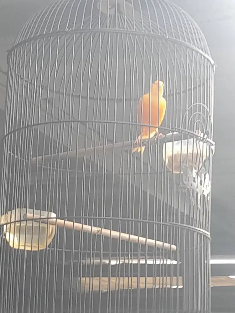 Kenari silangan merlok dan putih gacor