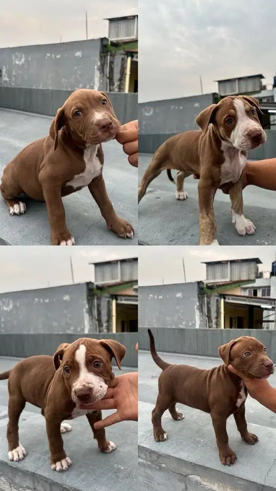 Anjing pitbull non stb