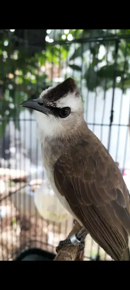 BURUNG CRUKCUK GACOR DOR