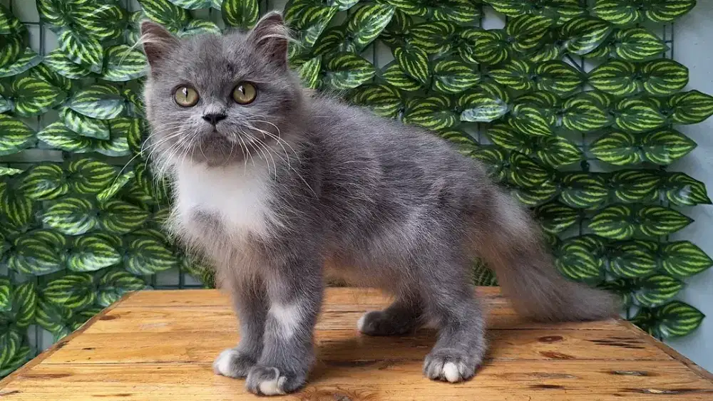 KUCING PERSIA NEDIUM BETINA 3 BULAN GEMOY