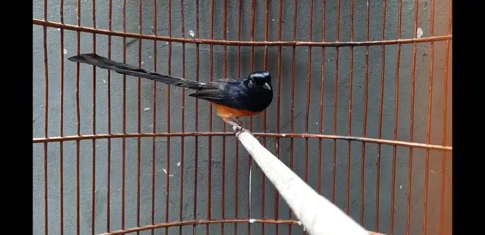 Murai batu jantan wikplong fullset