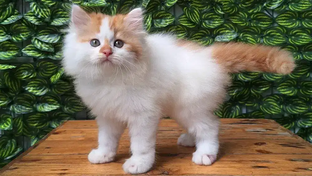 KUCING PERSIA MEIDUM JANTAN 2 BULAN GEMOY