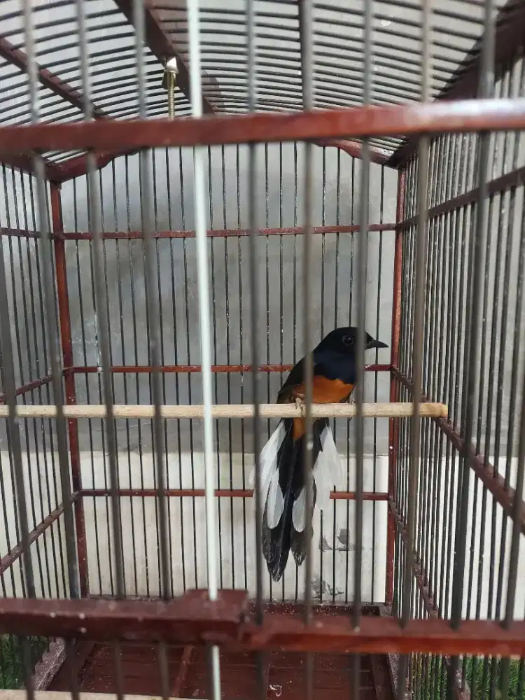 Murai batu trah 27cm