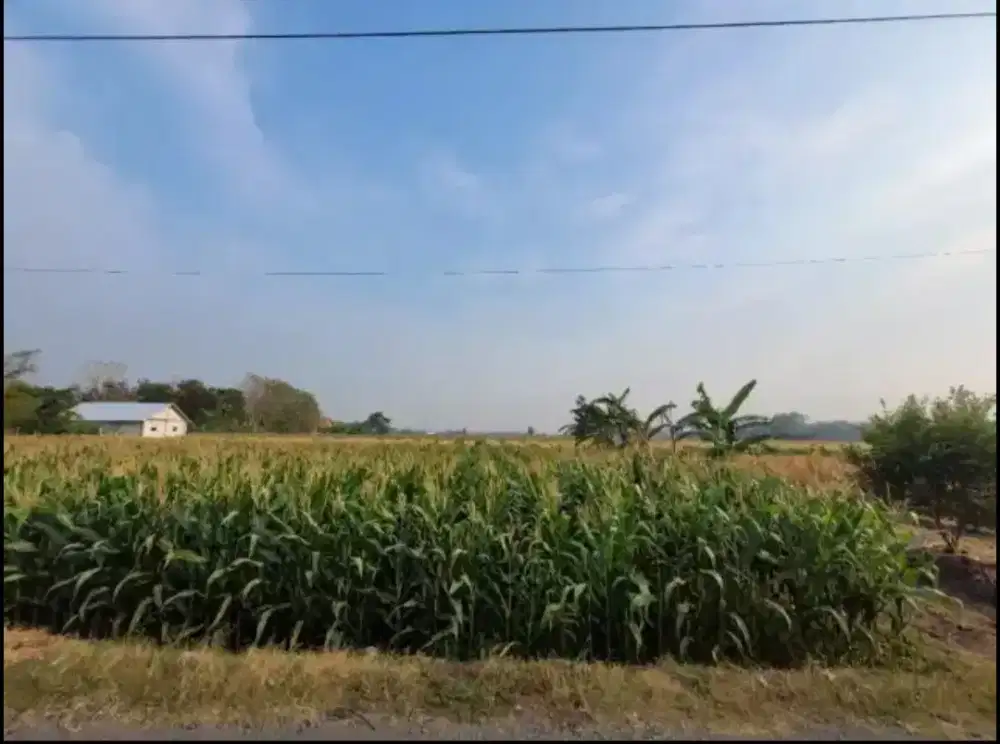 Dijual Murah Tanah Sawah di Tegal, Jawa Tengah dekat Sekolahan