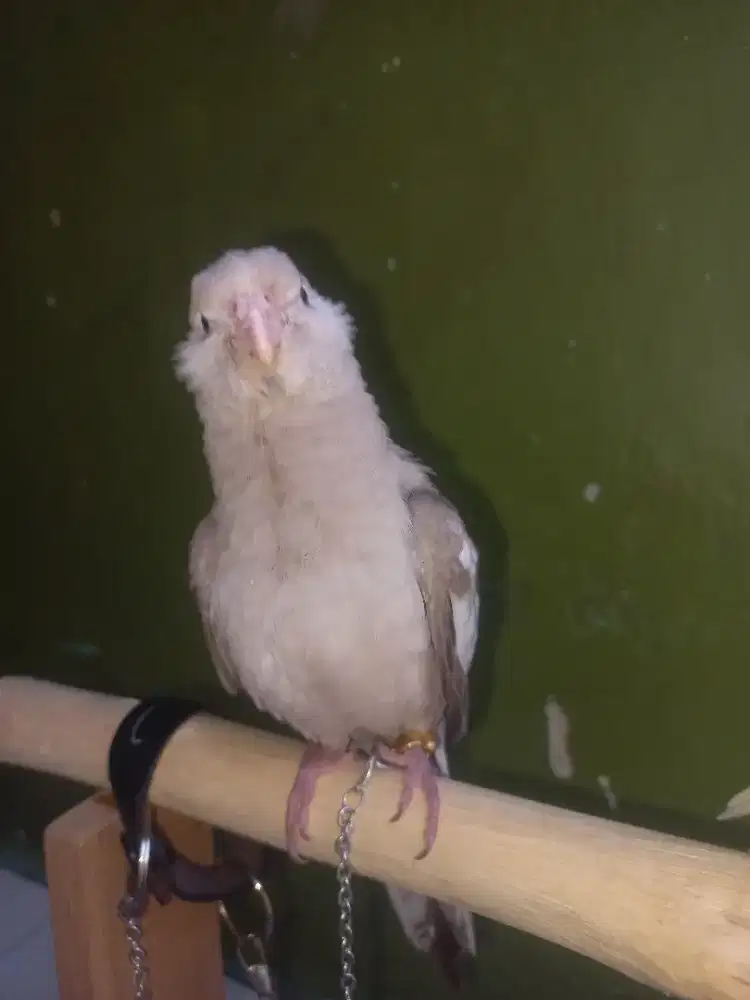 Falk australia white face WF