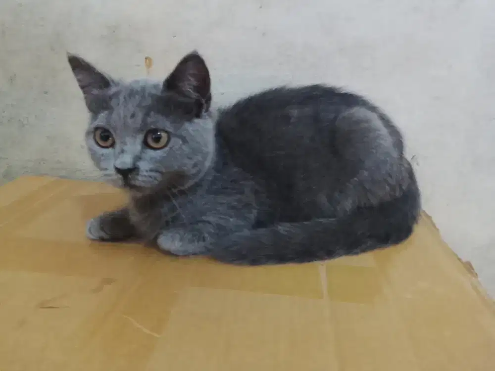 Bsh pure line ped jantan 4bulan