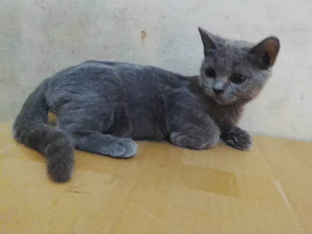 Bsh pure line ped betina 4bulan