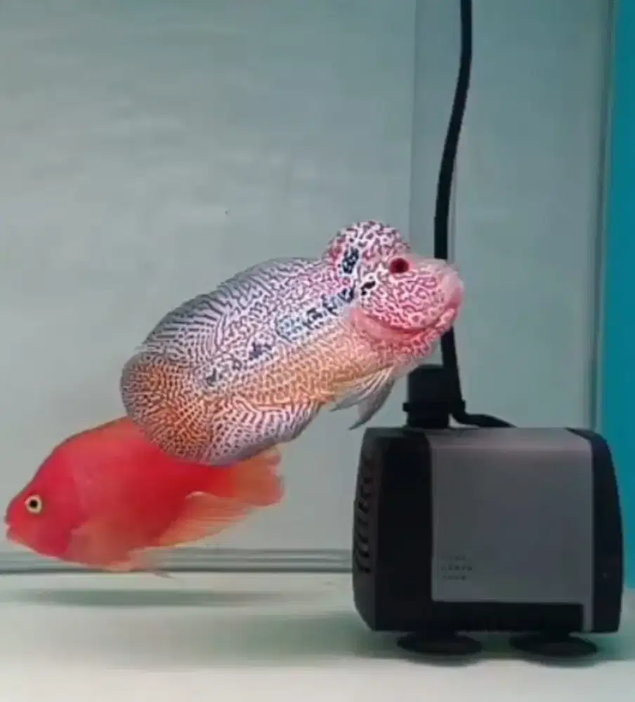 Jual ikan lohan juara