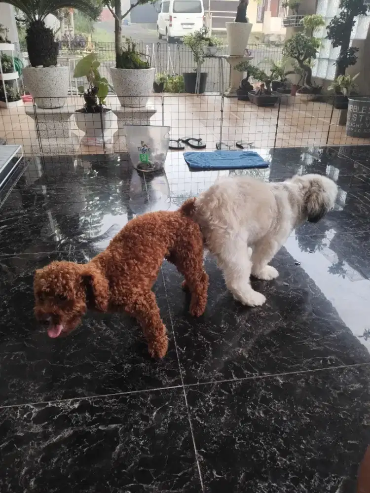 Jual anakan mix Shitzhu&toy pudel