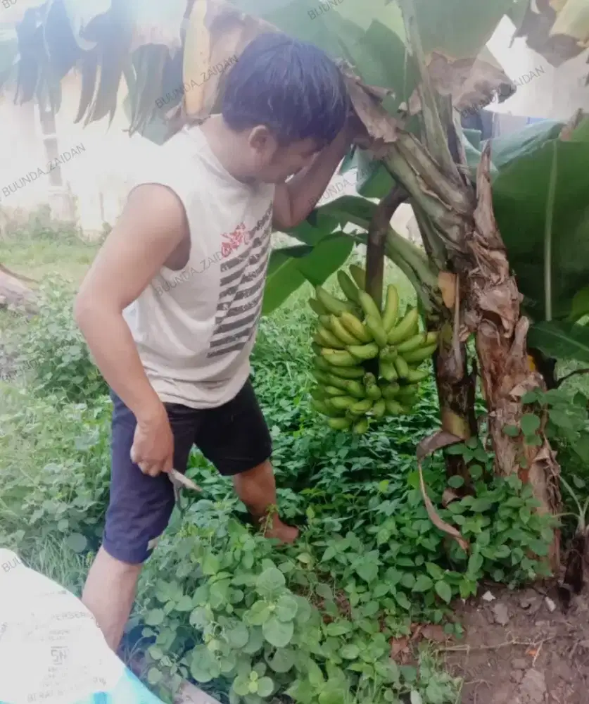 Jual Bibit Pisang Ambon Brazil Mini / SUNPRIDE