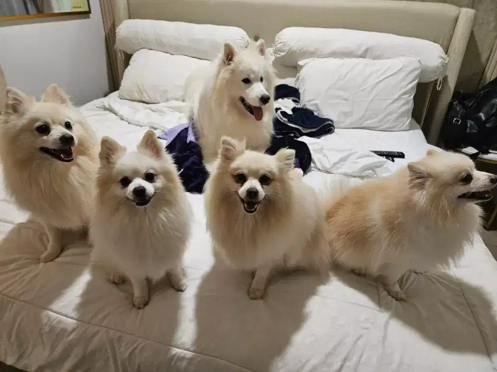 Cari art langsung kerja