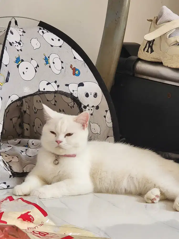 kucing british white betina