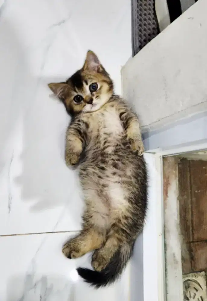 kucing Munchkin BSH Golden