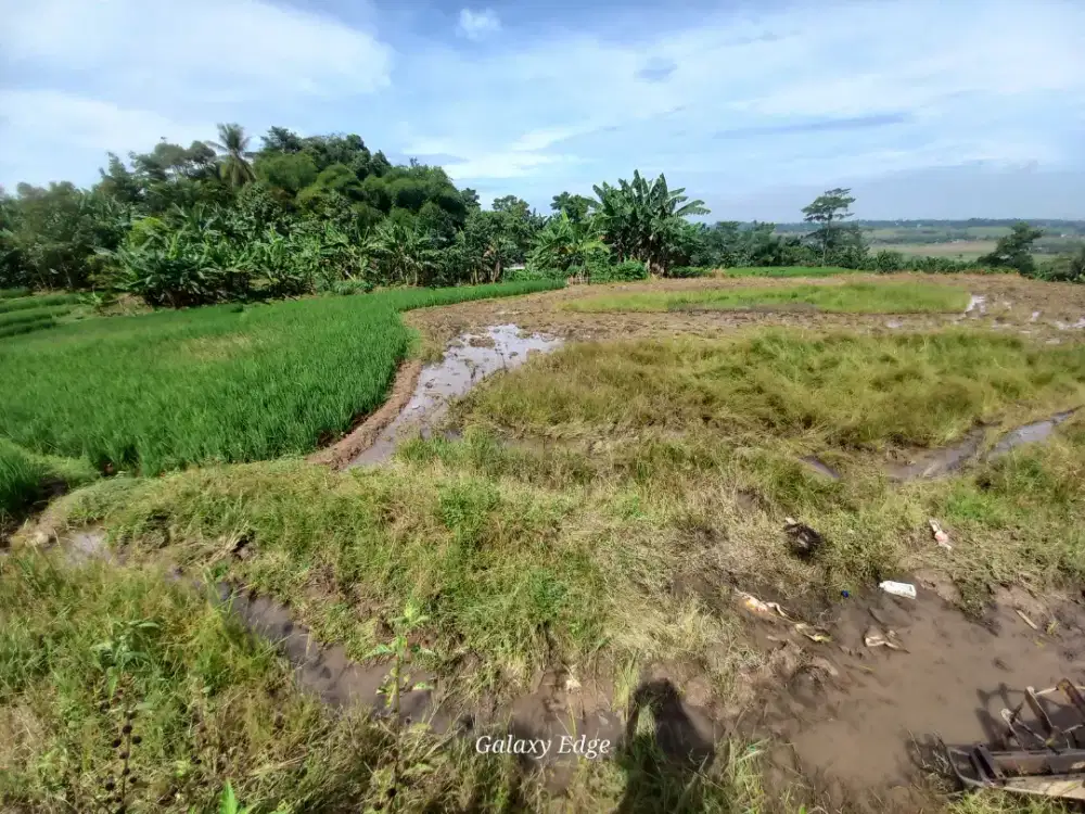 Tanah sawah di jual cepat dan murah
