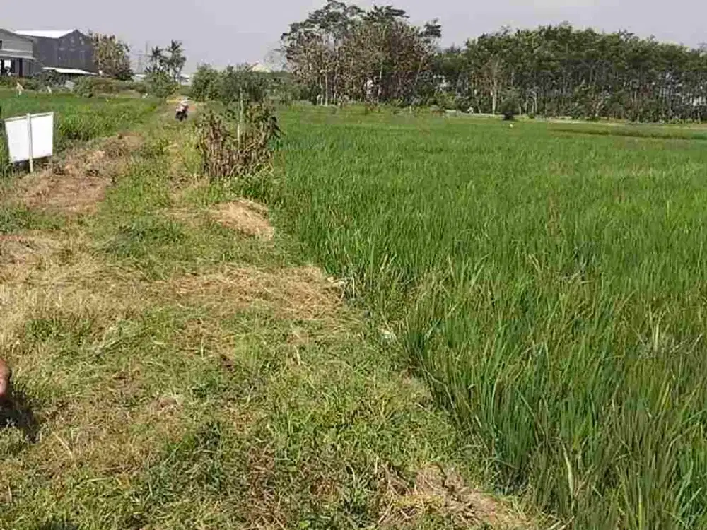 Dijual Sawah Murah