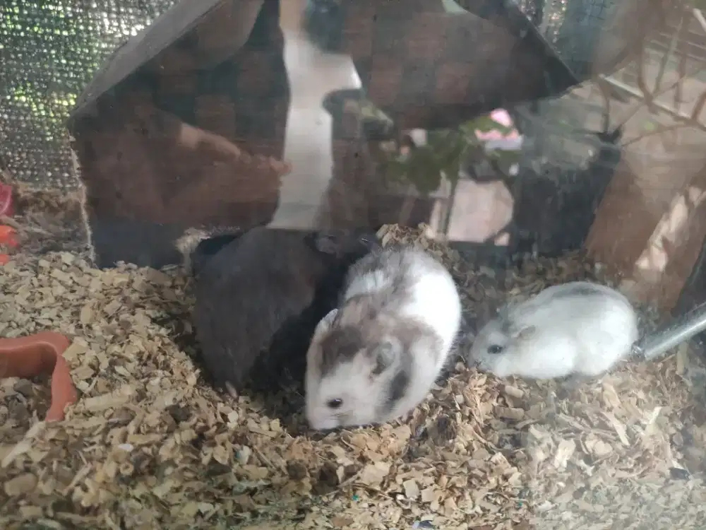 Hamster + kandangnya
