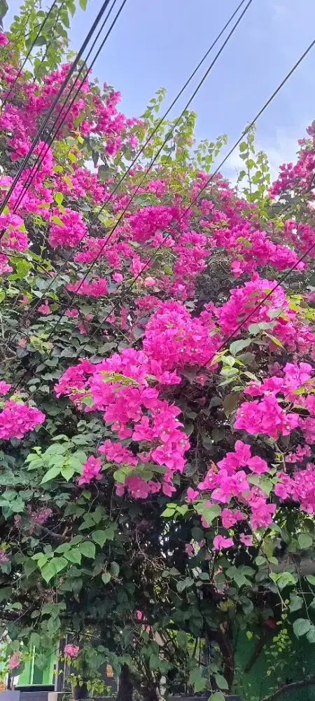 Jual tanaman bonsai Bougenville