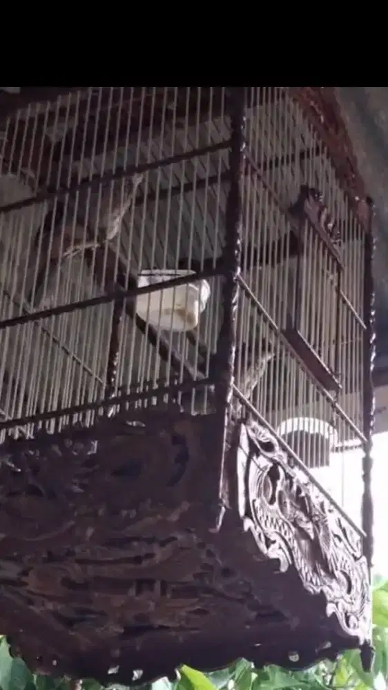 Jual burung Cicak rawa