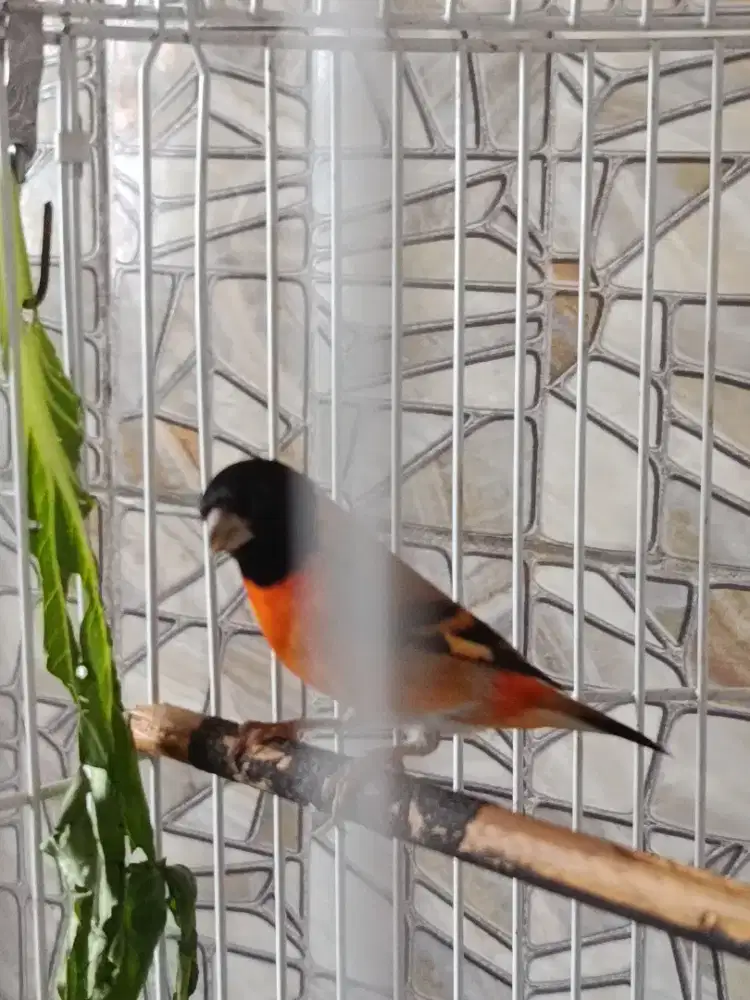 Burung red siskin