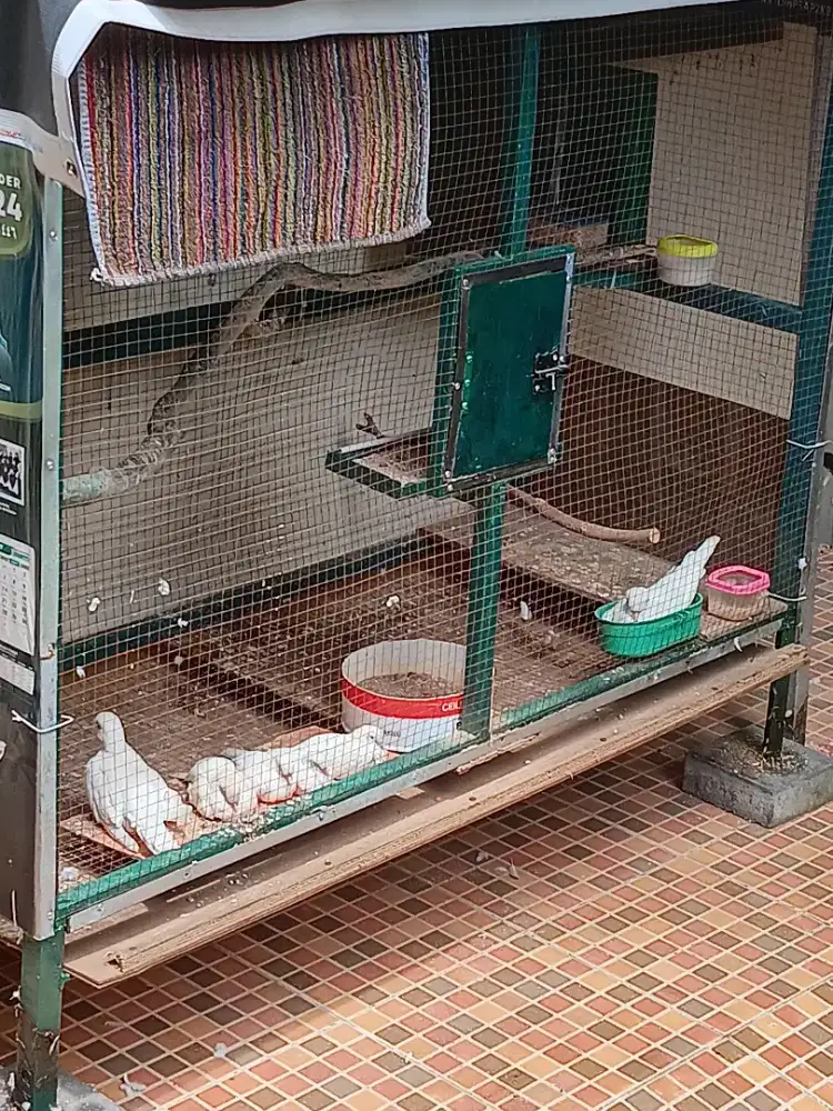 perkutut putih lurik 1 pasang ready - 3 pasang monggo.