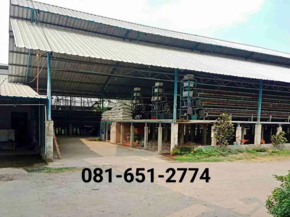 Kandang Ayam di Mojokerto Jawa Timur.