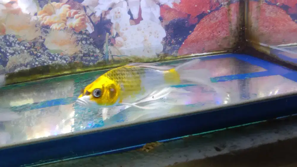 Di jual ikan koi slayer