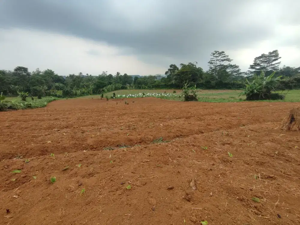 DIJUAL CEPAT! LAHAN 8.000 M² LOKASI SUKAMAKMUR