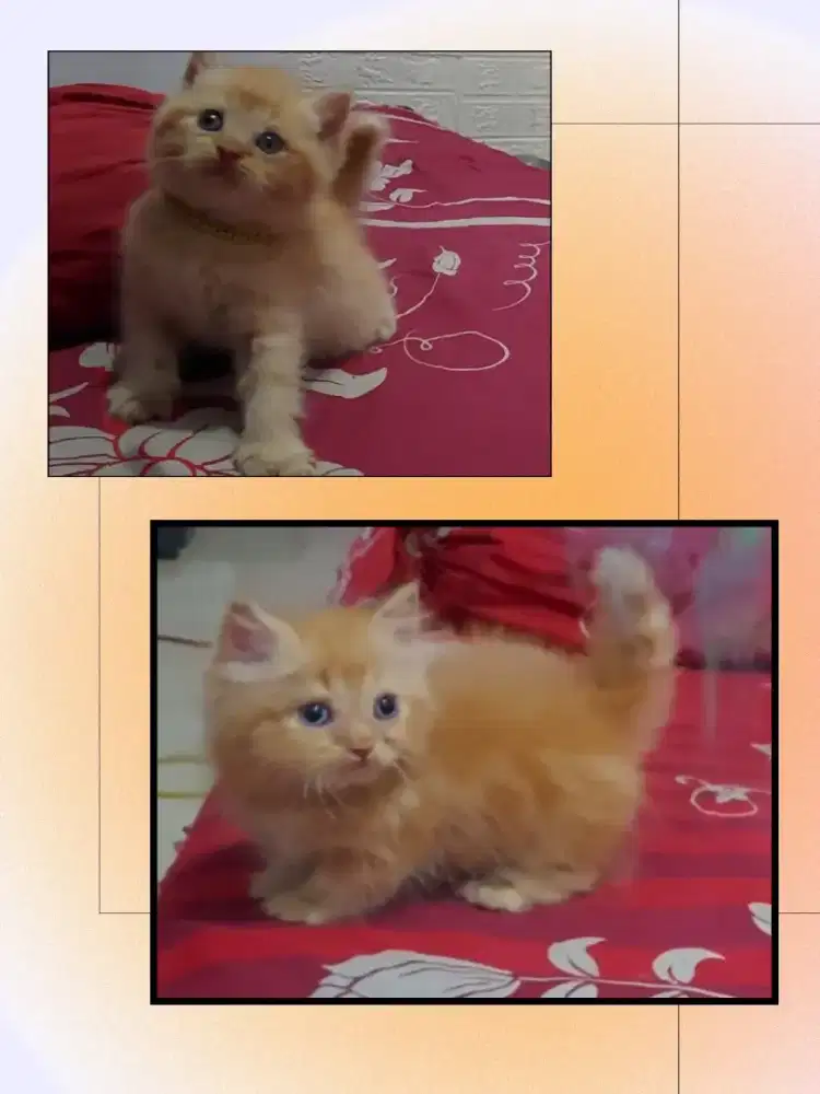 Munchkin Minuete Longhair super cebol dan BSH Bico Red