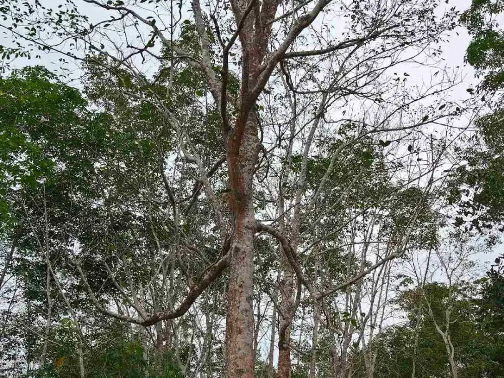 Dijual tanah kebun 5ha