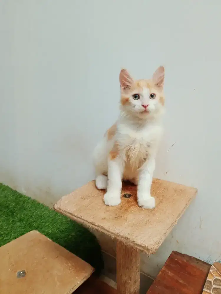 Kitten mainecoon betina pure no mix. Induk ped CFA