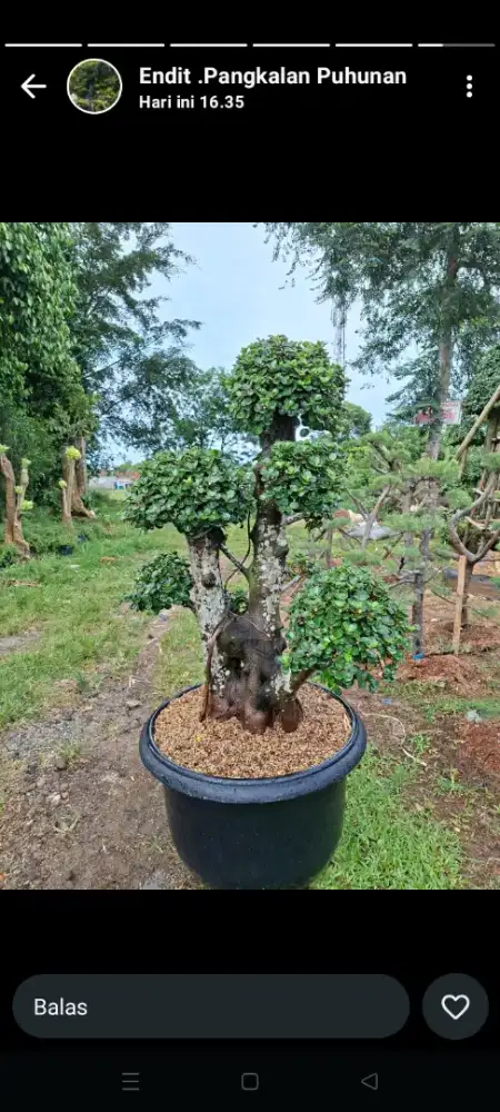 Bonsai mikro taman rumah dll