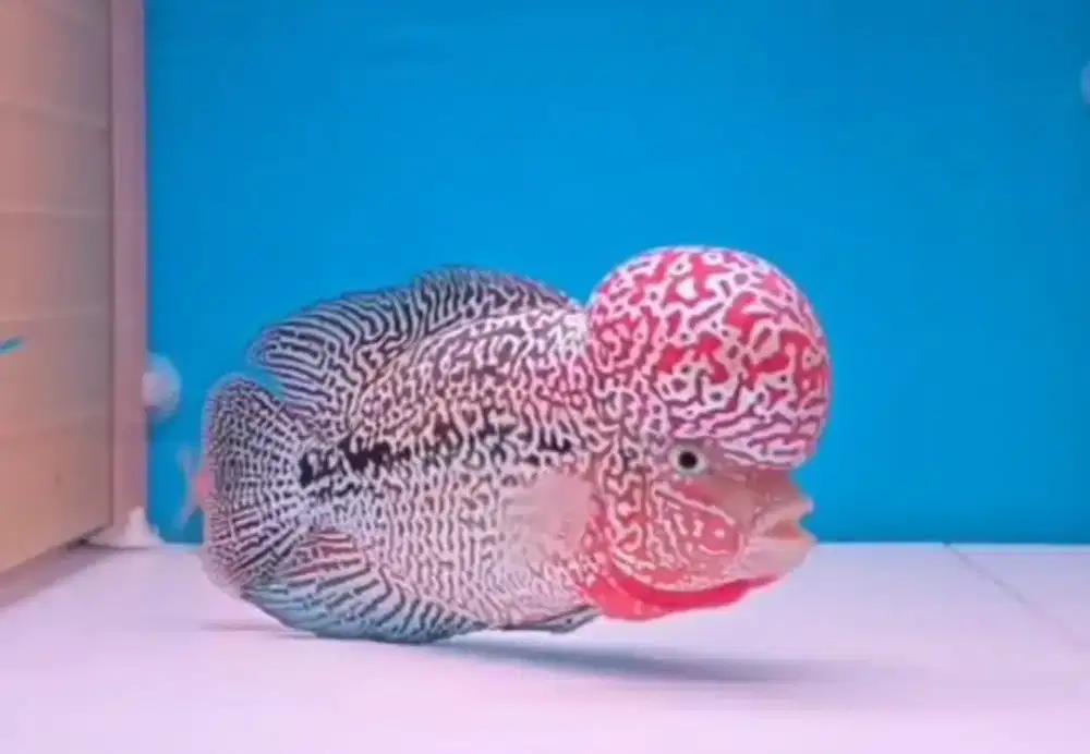 Jual ikan lohan juara