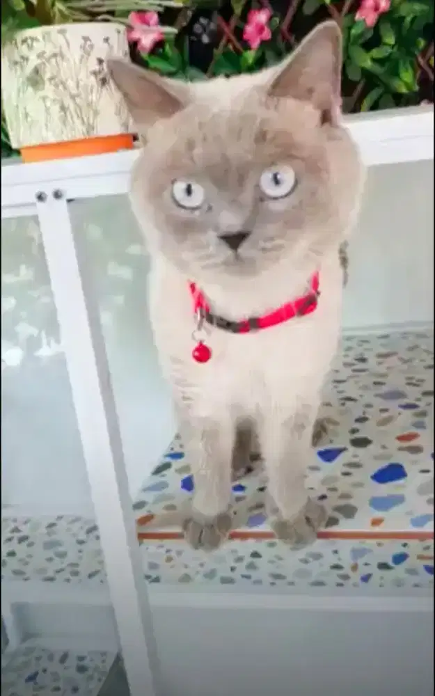 Kucing BSH ( British short hair)