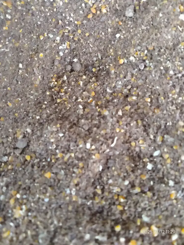 jual pakam ayam petelor