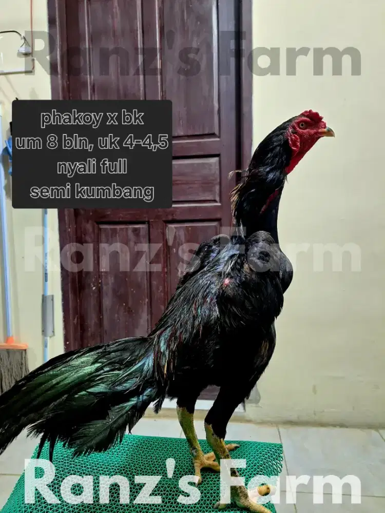 Ayam bangkok kumbang