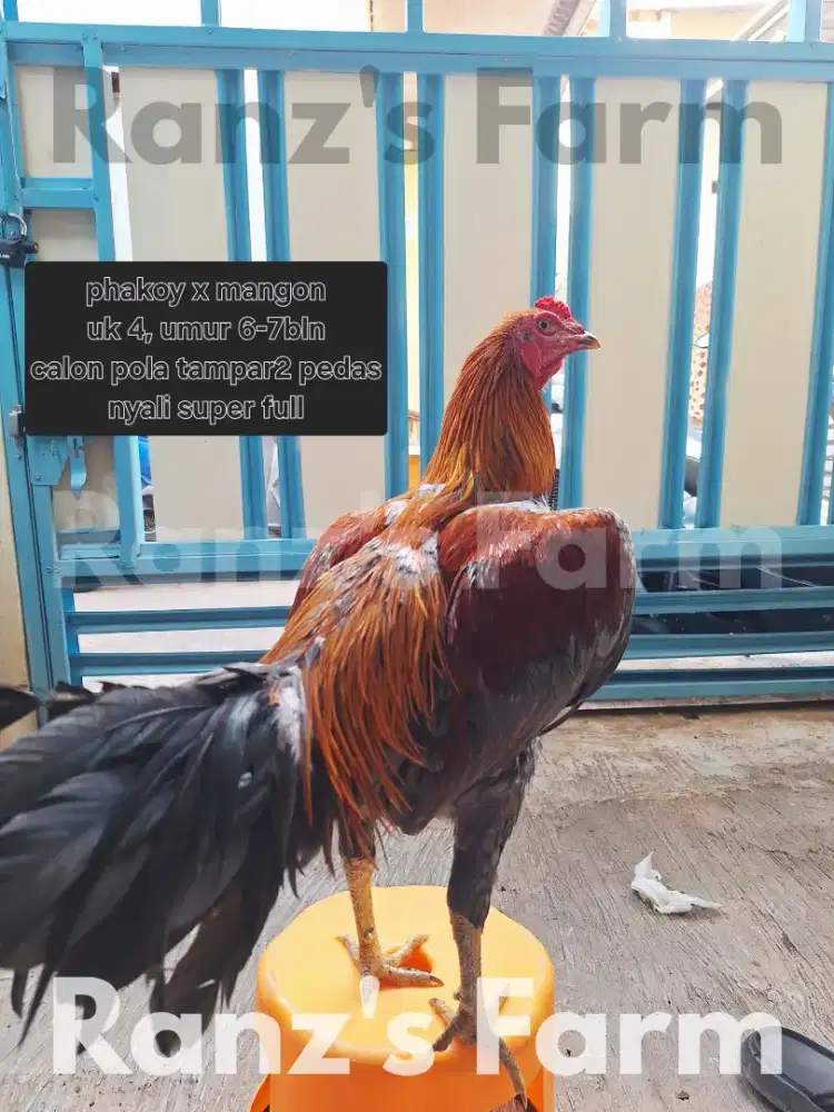 Ayam bangkok mangon x phakoy