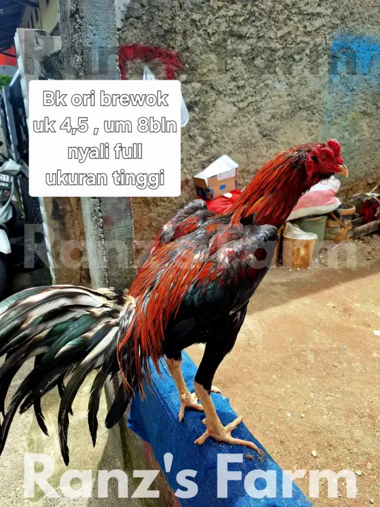 Ayam bangkok bk ori brewok