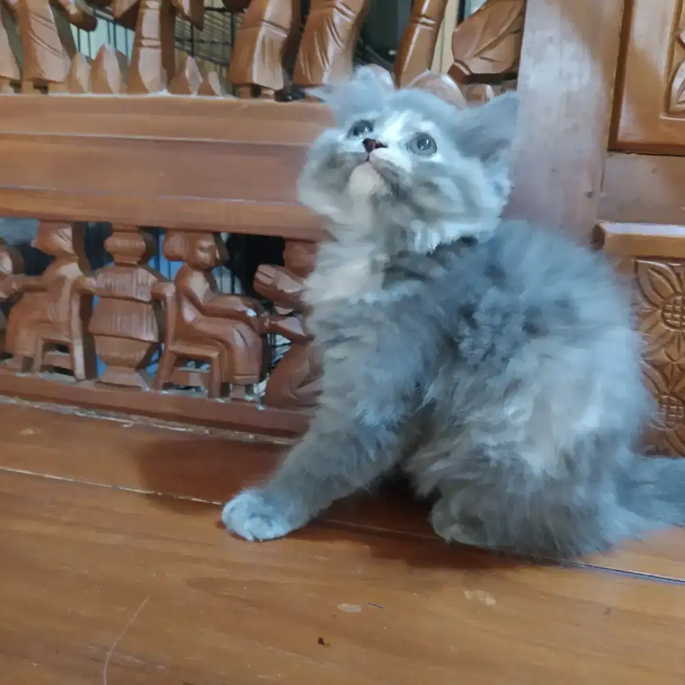 Munchkin non standar