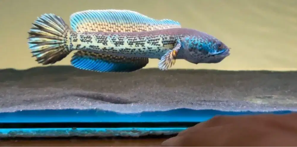 jual nih auranti cb pulo