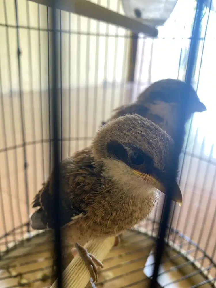 Anakan cendet/pentet masih loloh