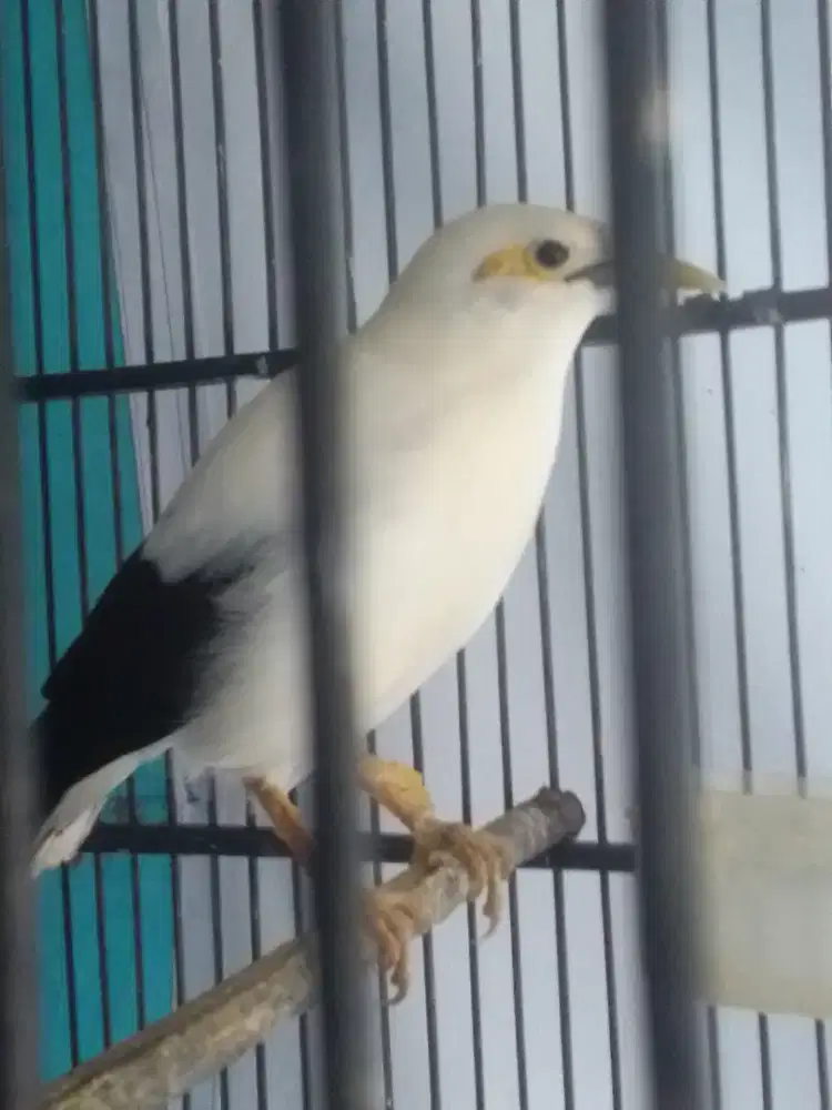 JALAK ALIS KUNING SUARA MACEM MACEM KAKI DEKER NYISIK 1,2 FULSET