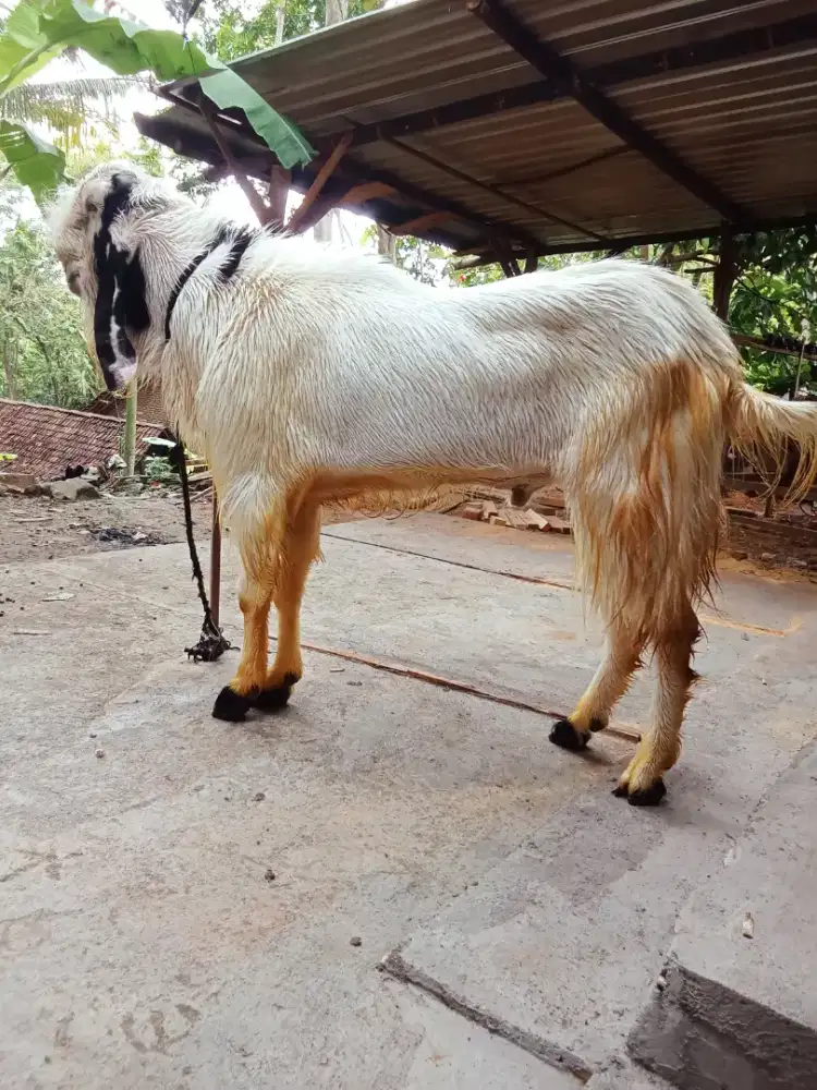 Kambing PE etawa